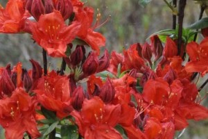 Azalka opadavá ´Doloroso´